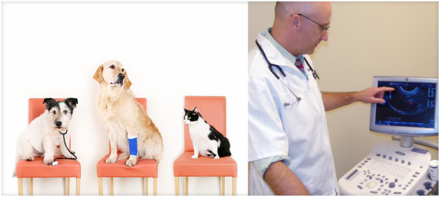Veterinary Orthopedic Surgery And Ultrasound